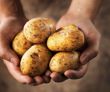 Delavnica: Vse o krompirju