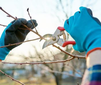 Prikaz obrezovanja sadnega drevja in oljk