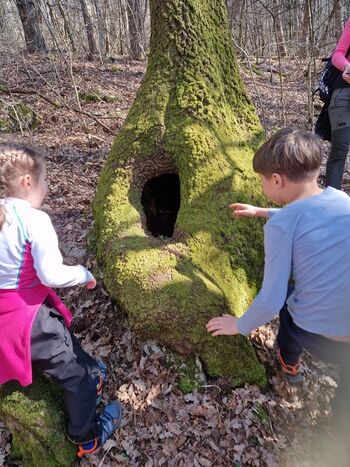 Mladinski odsek na Kokoši Mladinski odsek na Kokoši