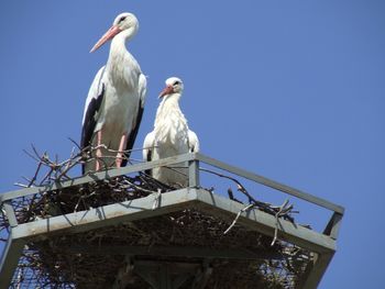 V našo občino se je vrnila bela štorklja