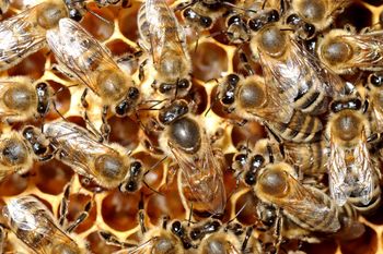 Čebele – marljive žuželke 