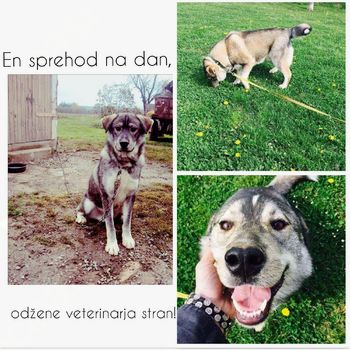 SKRB ZA LASTNIŠKEGA PSA