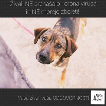Navodila za skrbnike psov v času koronavirusa Navodila za skrbnike psov v času koronavirusa