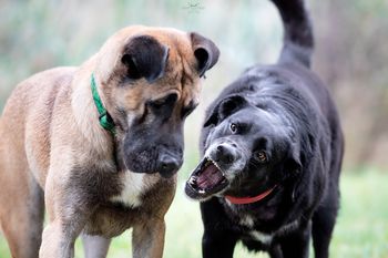 Popestritev pasjega življenja