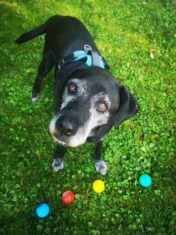 (SPO)RAZUMEVANJE psov