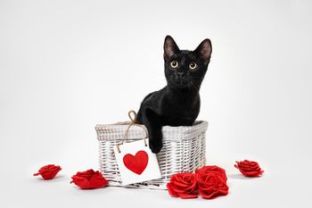 Iščejo nove domove