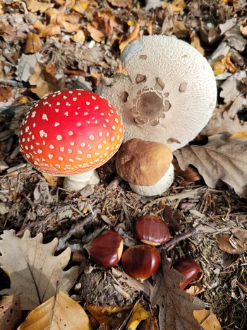 Jesensko potepanje šolskih planincev