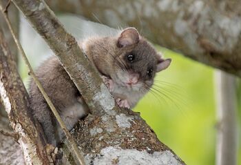 Prezrti velikani: navadni polh kot ključna vrsta naših gozdov