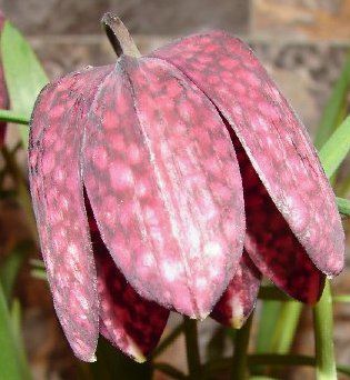 Mešani pevski zbor DU Tulipan vabi na koncert