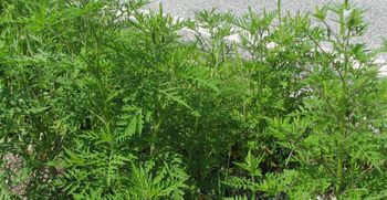 Jutri bodo v Črnučah odstranjevali škodljivo ambrozijo