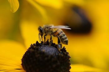 Botanični vrt bogatejši za čebelnjak
