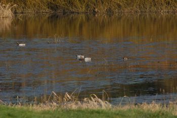 Žerjavi nad Planinskim poljem in Cerkniškim jezerom