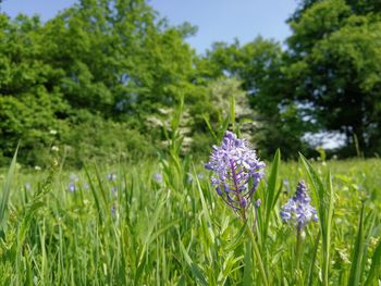 Razcvet na Planinskem polju