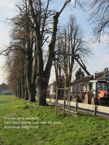 Konec novembra odstranili nevarni lipi v »Napoleonovem« drevoredu