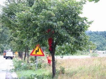 Odstranjevanje suhih vej z lip v Napoleonovem drevoredu v Logatcu