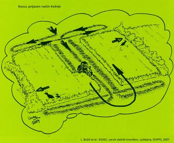 Na Planinskem polju v sklopu projekta KRAS.RE.VITA letos prvič kosili na način, s pomočjo katerega se poskuša ohraniti izumirajočo zavarovano ptico Na Planinskem polju v sklopu projekta KRAS.RE.VITA letos prvič kosili na način, s pomočjo katerega se poskuša ohraniti izumirajočo zavarovano ptico