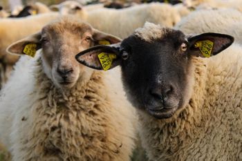 Vabilo rejcem drobnice in tistim, ki razmišljate, da bi to postali - ogled dobre prakse