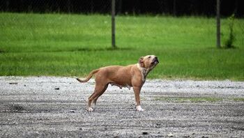 Pasji iztrebki – majhna malomarnost z možnimi posledicami za zdravje ljudi in živali Pasji iztrebki – majhna malomarnost z možnimi posledicami za zdravje ljudi in živali