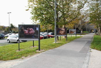 Plodovi občinske njive v fotografiji Plodovi občinske njive v fotografiji