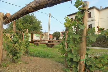 Avtohtone vipavske sorte združene v Šmarjah