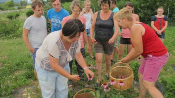 Od občinske njive do urbanega vrta