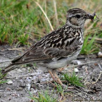 Zaščita hribskega škrjanca