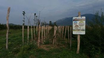 Dopolnilna sadnja "LIFE" vetrozaščitnega pasu