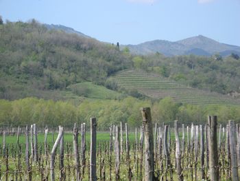 Vipavska dolina, zelena destinacija