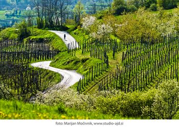 Nadaljnji koraki v sklopu projekta VIPava
