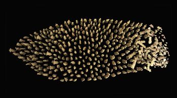 Fragmenti resničnosti Azada Karima na Beneškem bienalu