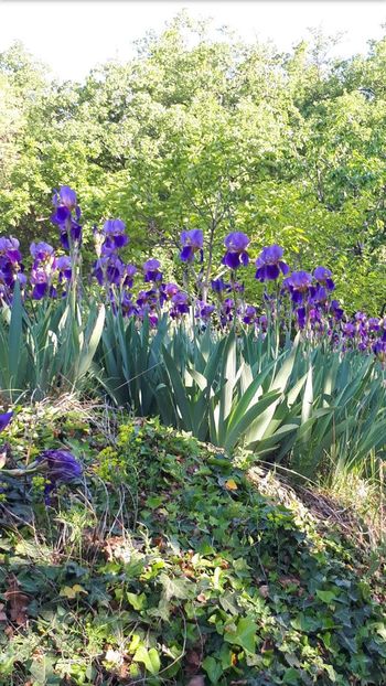 Cvetovi perunike krasijo Obelunec v maju