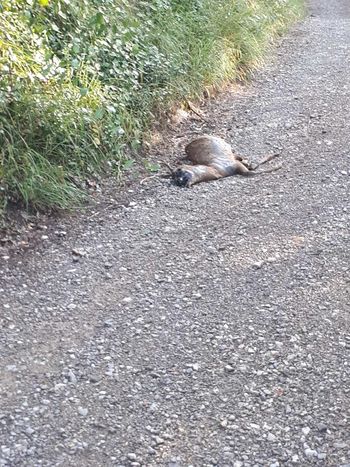 Sodelovanje KS Goče z LD Brje-Erzelj