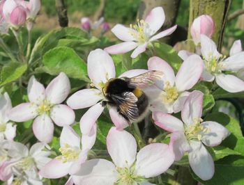 Spoznajmo čmrlje in čebele samotarke Spoznajmo čmrlje in čebele samotarke