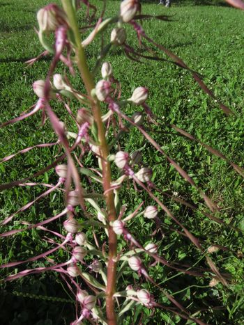 Rastišče jadranske smrdljive kukavice v Budanjah