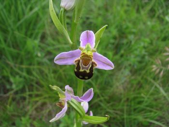 Mačja ušesa (Ophrys) – prevarantske lepotice med kukavičevkami