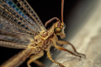 Skriti svet Dušana Likarja