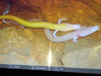 »Jaz pa pojdem na Gorenjsko, v Kranj Prešerna obiskat ...«