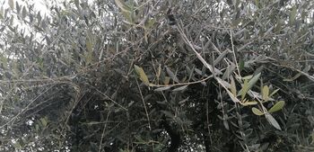 Kako oljke prenašajo nizke temperature?