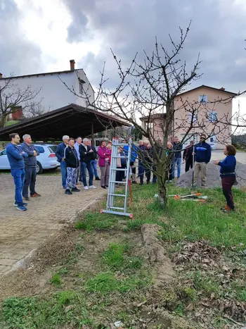 Marec na Gočah