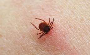 Dario Cortese: Borelioza, rastline in moč