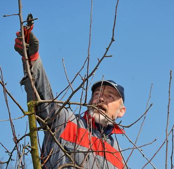 Matjaž Maležič: Vzgoja sadik in nega sadnega drevja