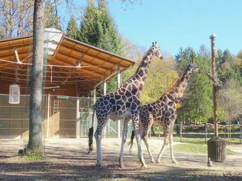 SREČANJE IN DRUŽENJE REJNIŠKIH DRUŽIN IN ČLANOV REJNIŠKEGA DRUŠTVA V LJUBLJANSKEM ŽIVALSKEM VRTU
