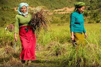 Čaj CC Tea, ki je povezal Horjul in Vrhniko z Indijo