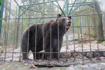 Zoo park Rožman praznuje 10 let