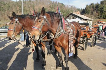 Blagoslov konj na sončno štefanovo