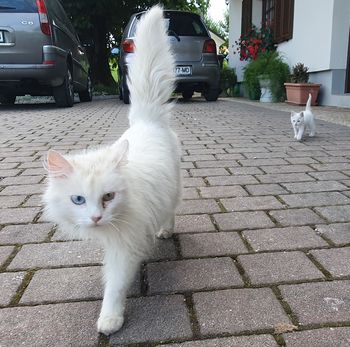 Javni poziv za sterilizacijo in kastracijo mačk