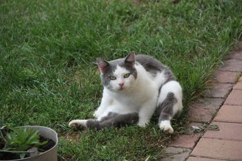 Javni poziv za sterilizacijo in kastracijo mačk v Občini Horjul