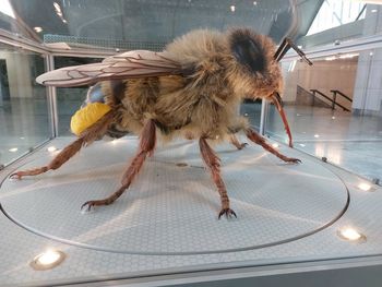 V Horjul prihaja čebela velikanka