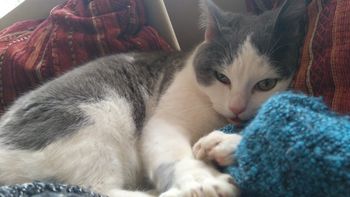 Uspešno zaključena akcija za sterilizacijo in kastracijo mačk 