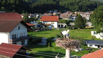 Štorklje v Horjulu s podmladkom